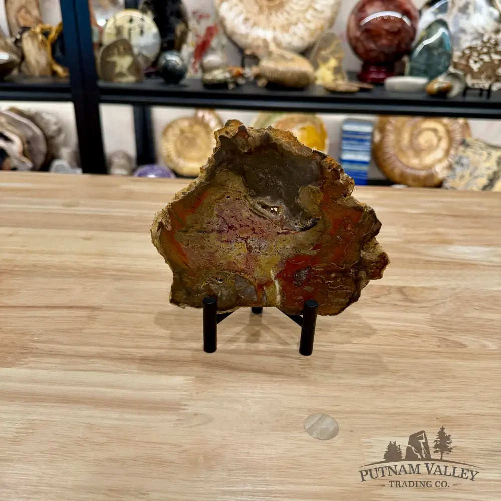 Madagascar Petrified Wood Slab 6.3’’ - Slab
