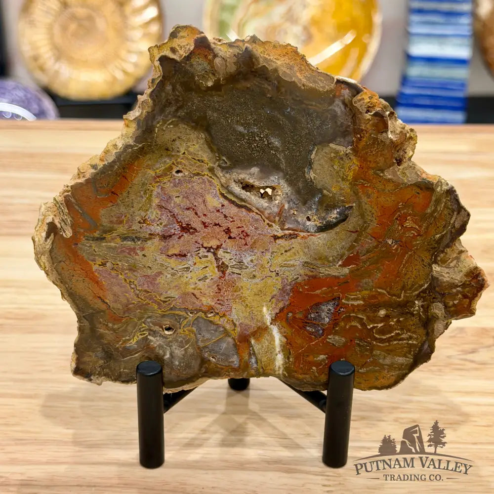 Madagascar Petrified Wood Slab 6.3’’ - Slab