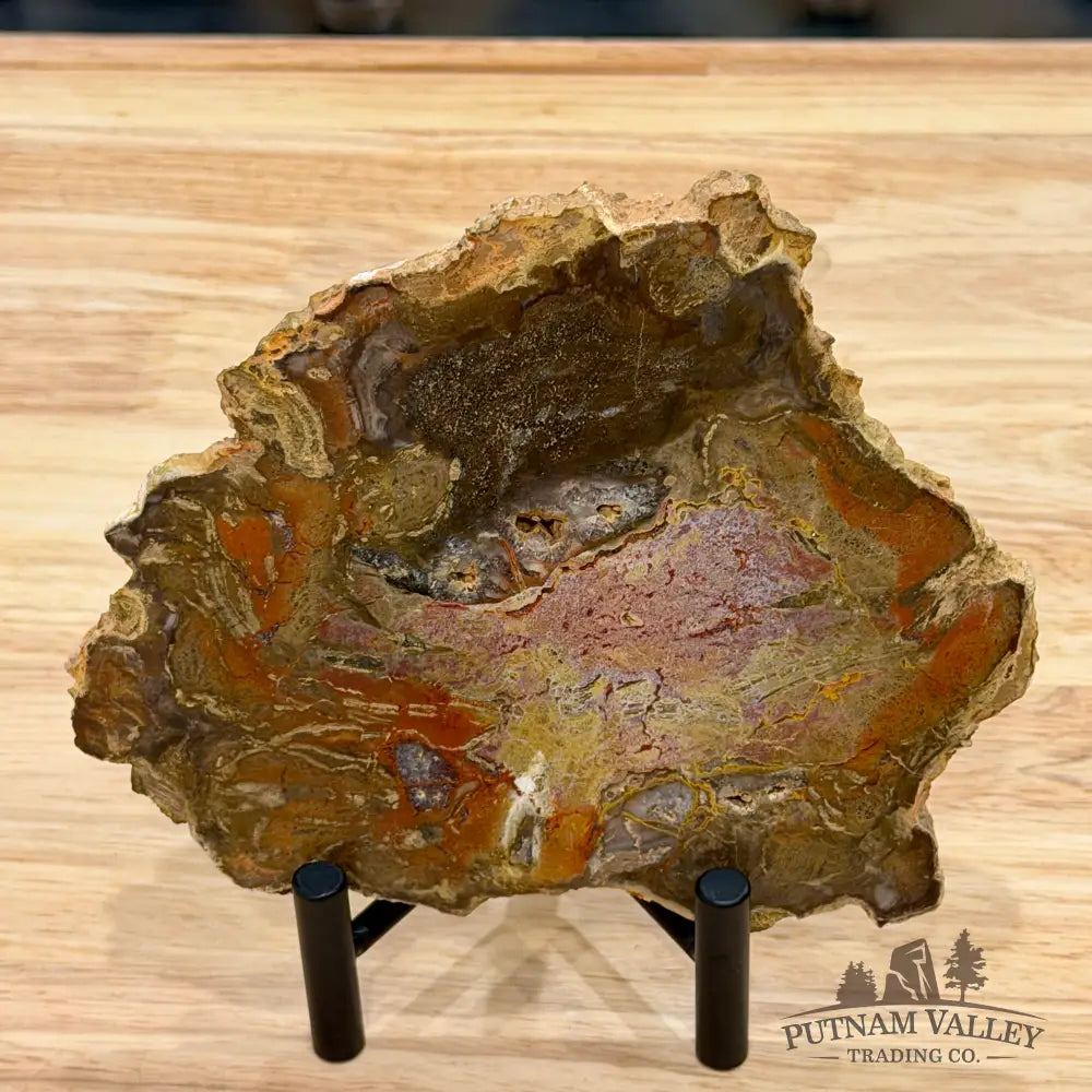 Madagascar Petrified Wood Slab 6.3’’ - Slab