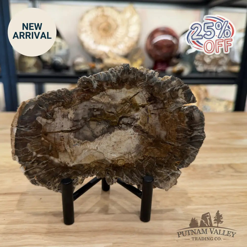 Madagascar Petrified Wood Slab 6.46’’ - Slab