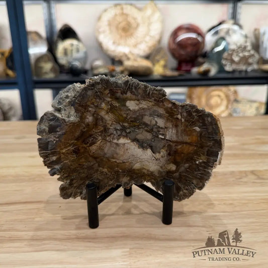 Madagascar Petrified Wood Slab 6.46’’ - Slab