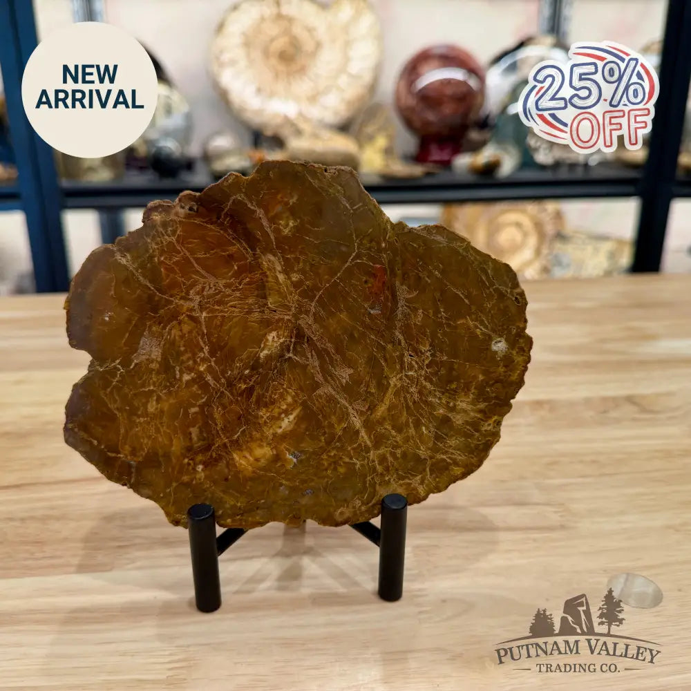 Madagascar Petrified Wood Slab 6.52’’ - Slab