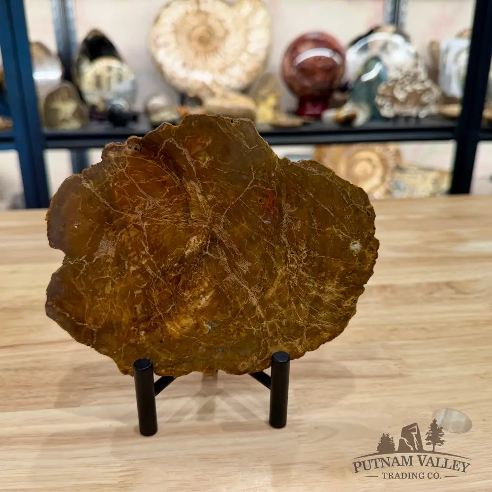 Madagascar Petrified Wood Slab 6.52’’ - Slab
