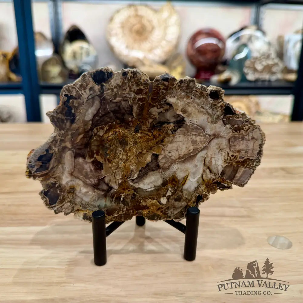 Madagascar Petrified Wood Slab 6.72’’ - Slab