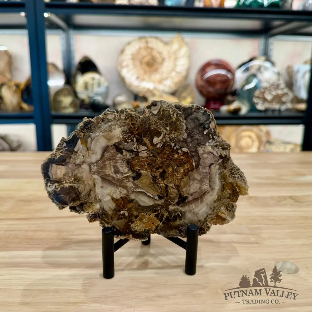 Madagascar Petrified Wood Slab 6.72’’ - Slab
