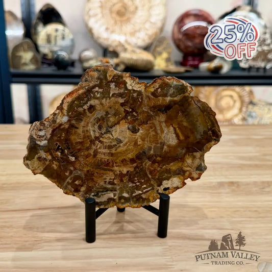 Madagascar Petrified Wood Slab 6.82’’ - Slab