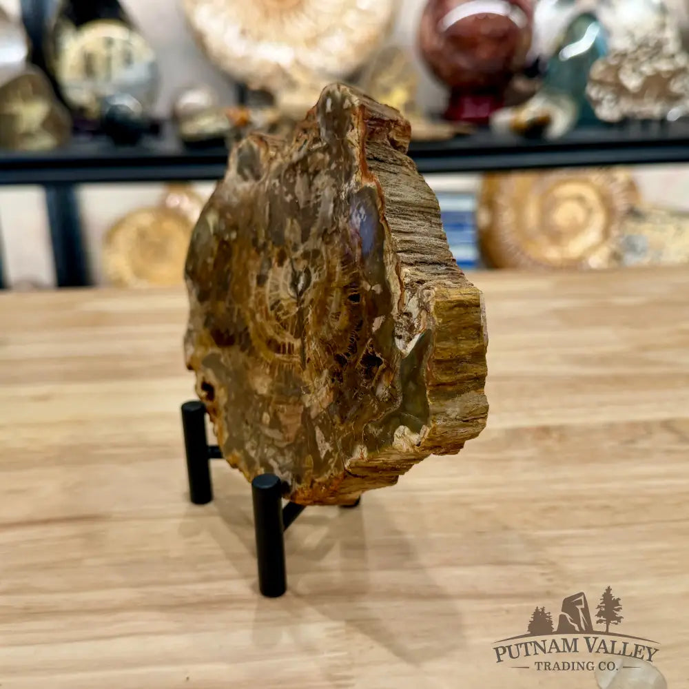 Madagascar Petrified Wood Slab 6.82’’ - Slab