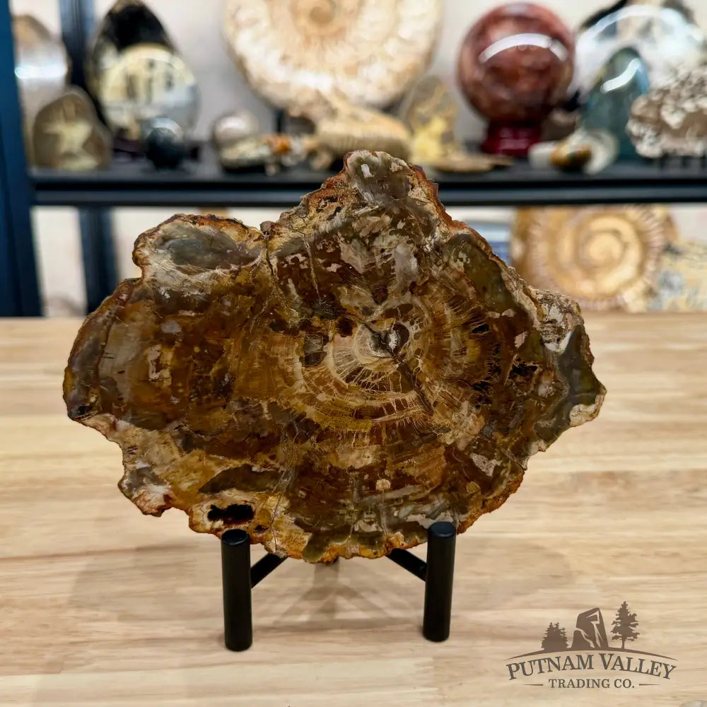 Madagascar Petrified Wood Slab 6.82’’ - Slab
