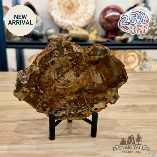 Madagascar Petrified Wood Slab 6.82’’ - Slab