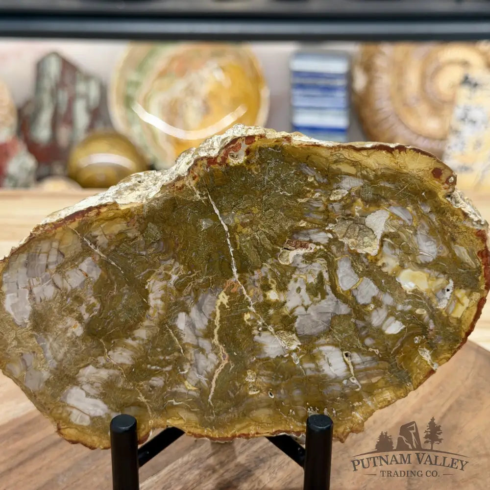 Madagascar Petrified Wood Slab 7’’ - Slab