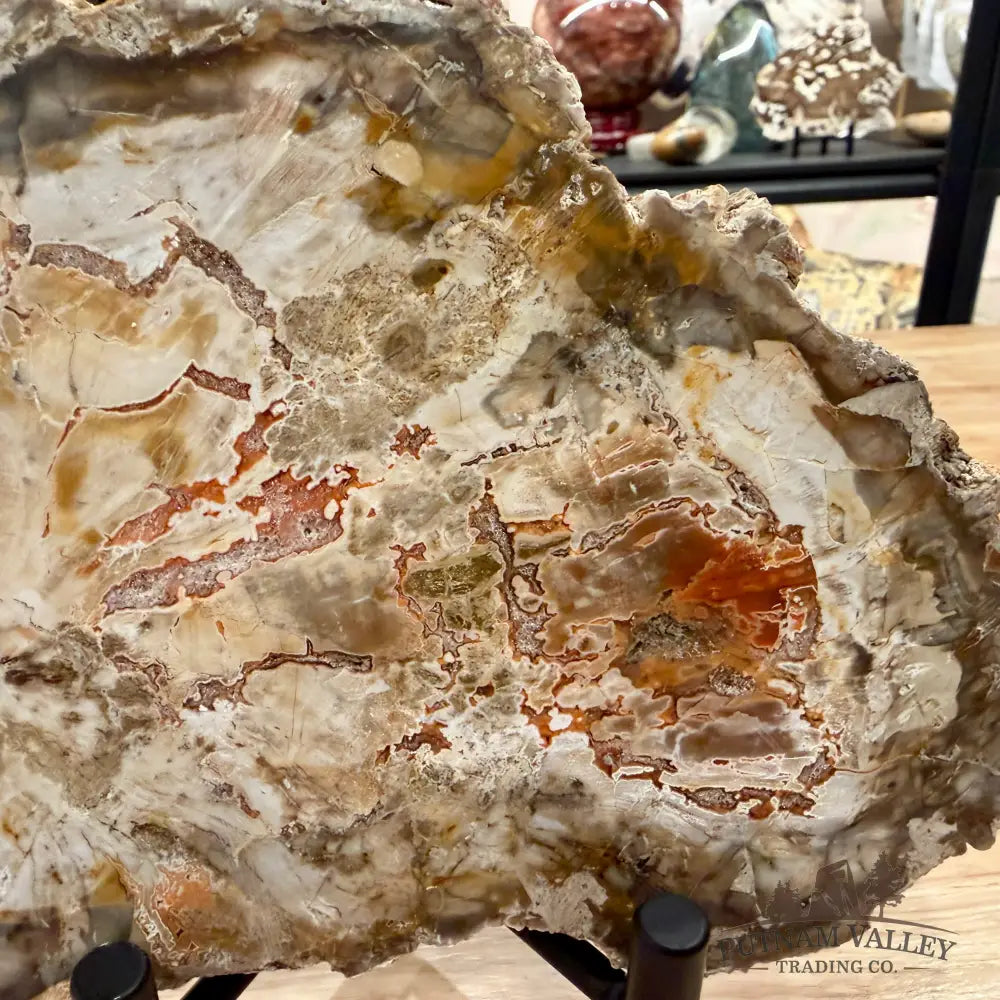 Madagascar Petrified Wood Slab 7.18’’ - Slab