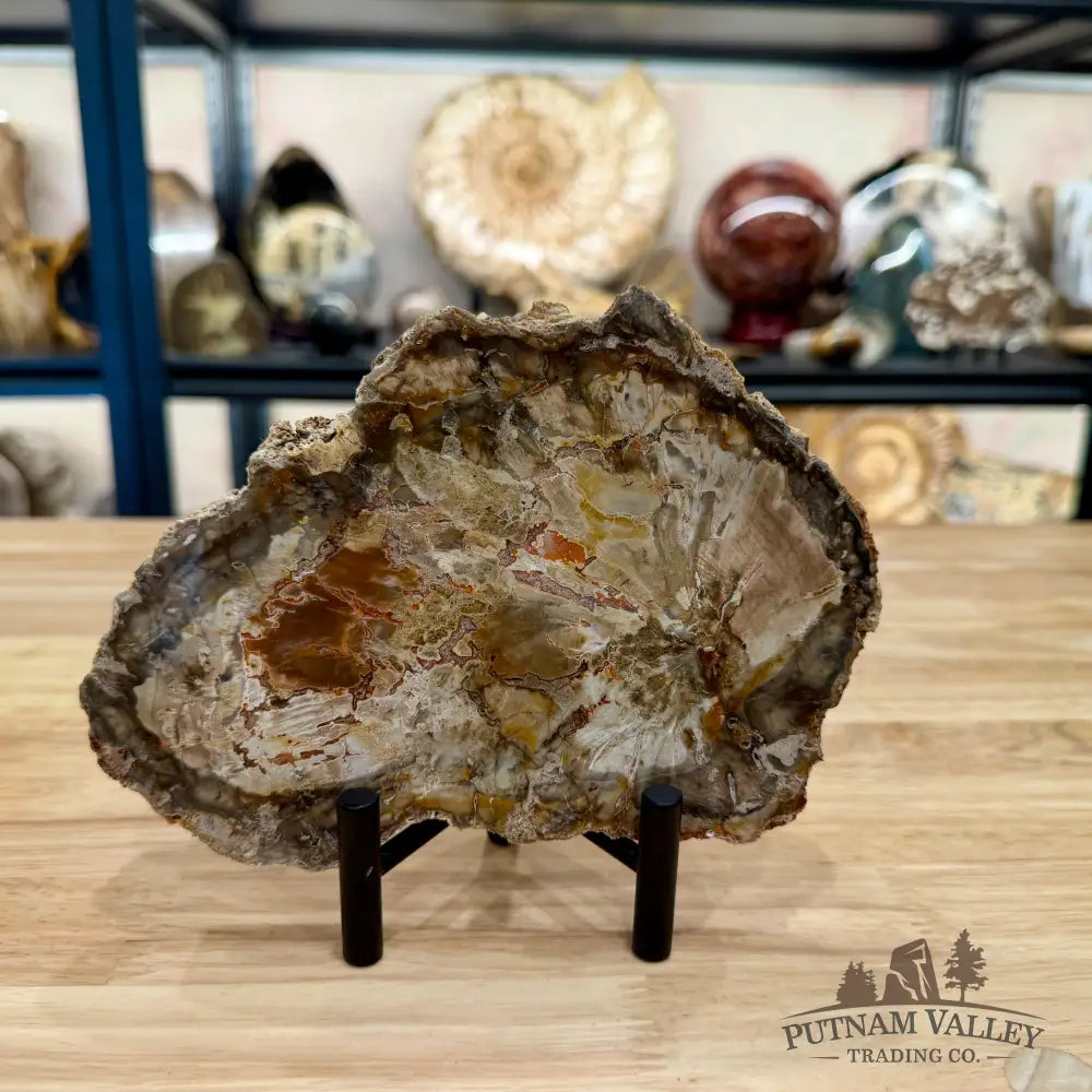 Madagascar Petrified Wood Slab 7.18’’ - Slab