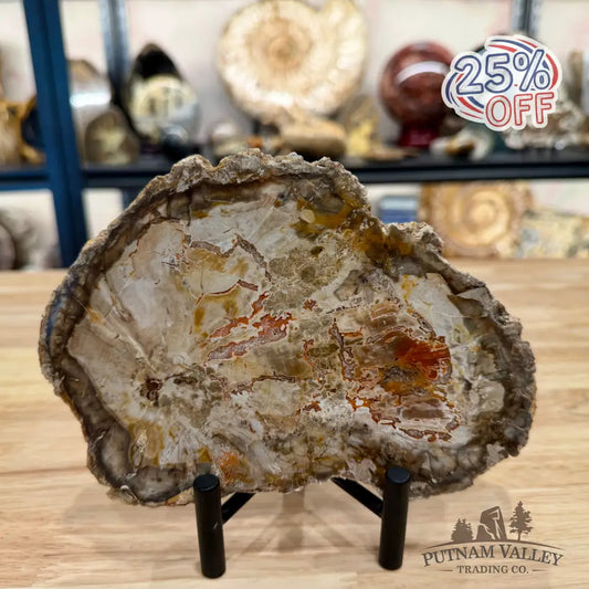 Madagascar Petrified Wood Slab 7.18’’ - Slab