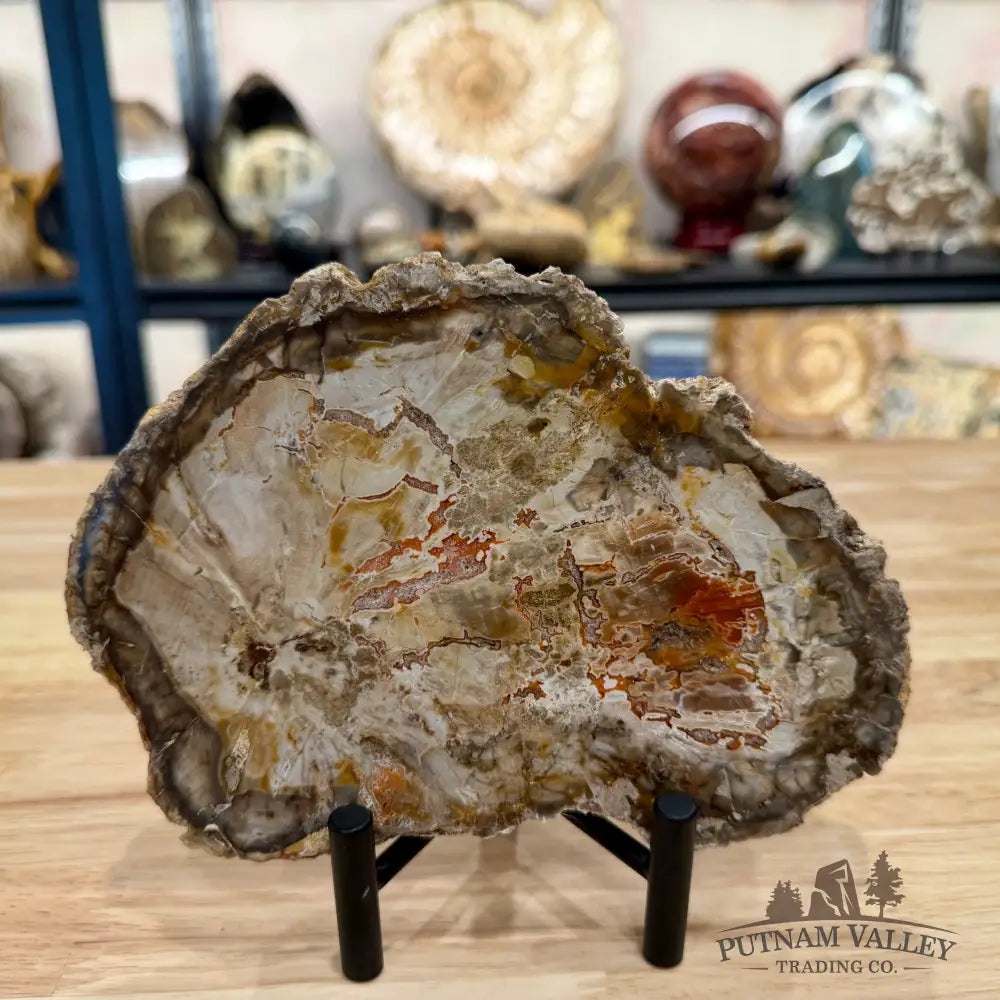 Madagascar Petrified Wood Slab 7.18’’ - Slab