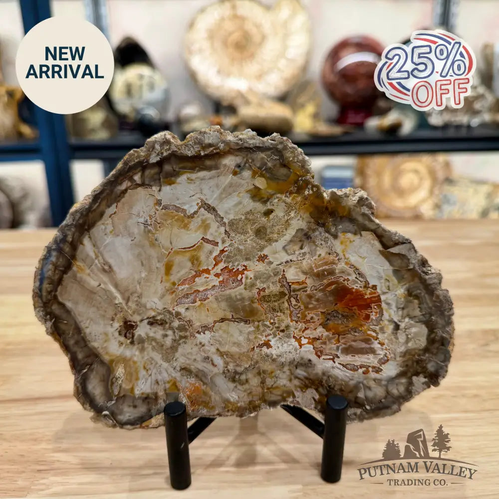 Madagascar Petrified Wood Slab 7.18’’ - Slab