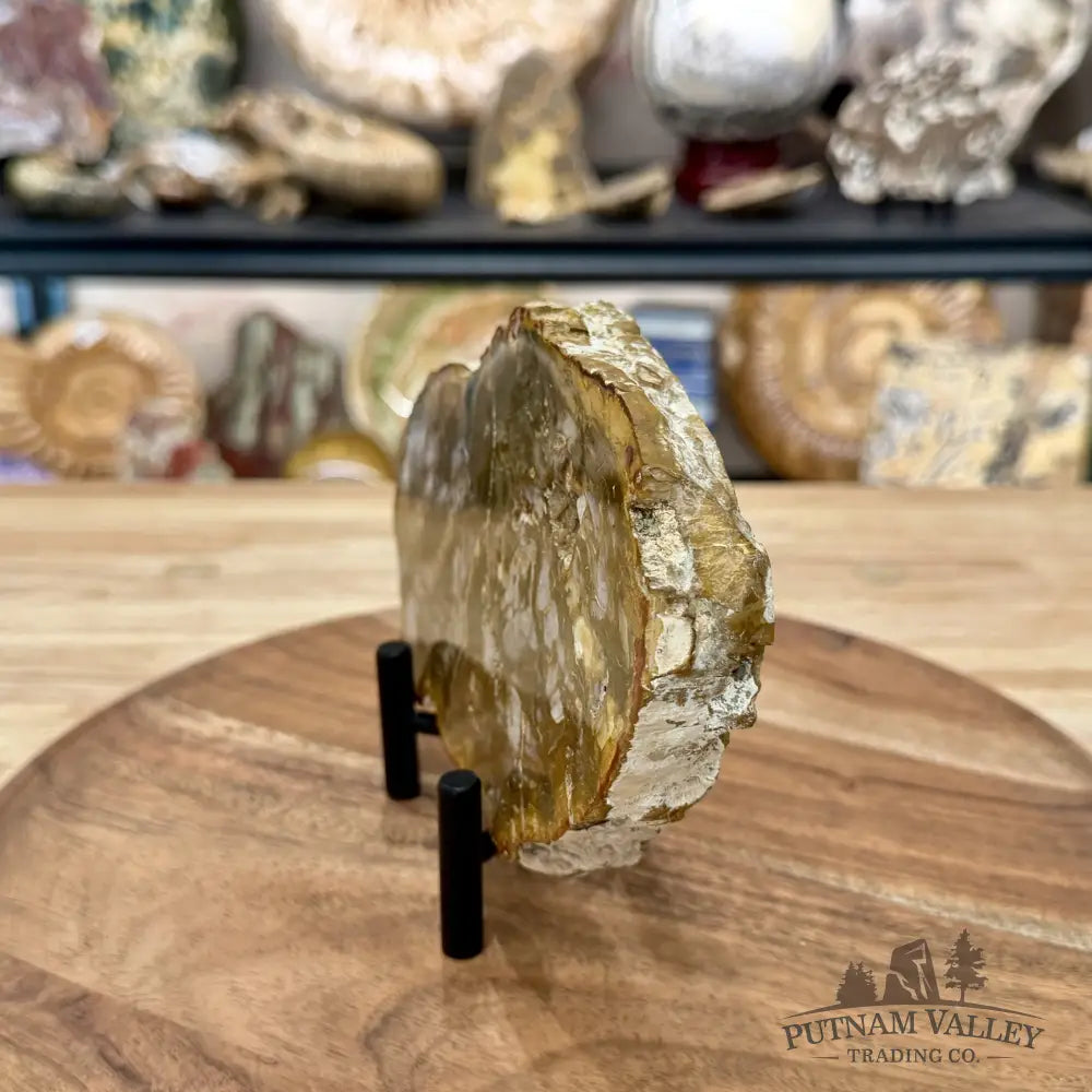 Madagascar Petrified Wood Slab 7’’ - Slab