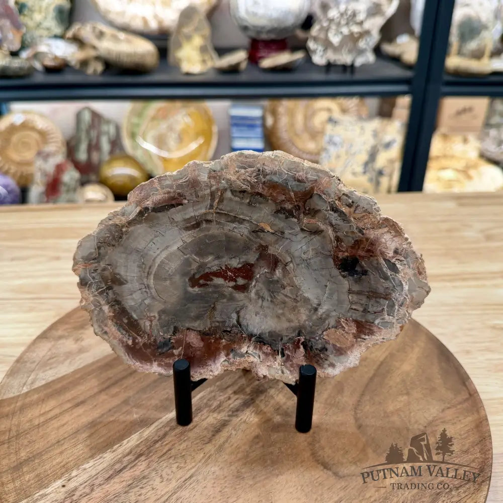 Madagascar Petrified Wood Slab 7.36’’ - Slab
