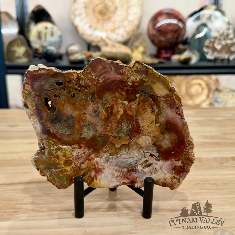 Madagascar Petrified Wood Slab 7.38’’ - Slab