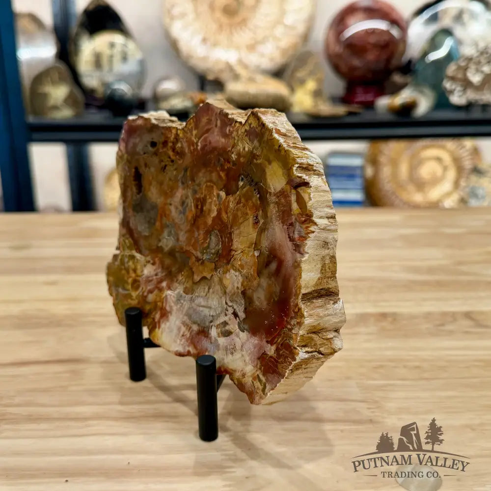 Madagascar Petrified Wood Slab 7.38’’ - Slab