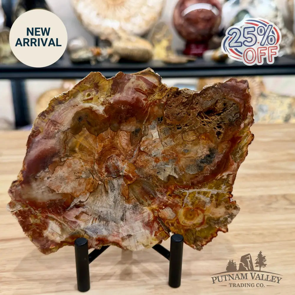 Madagascar Petrified Wood Slab 7.38’’ - Slab