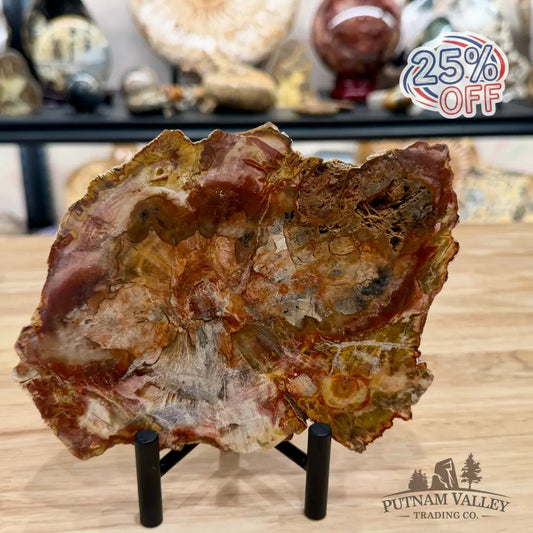 Madagascar Petrified Wood Slab 7.38’’ - Slab