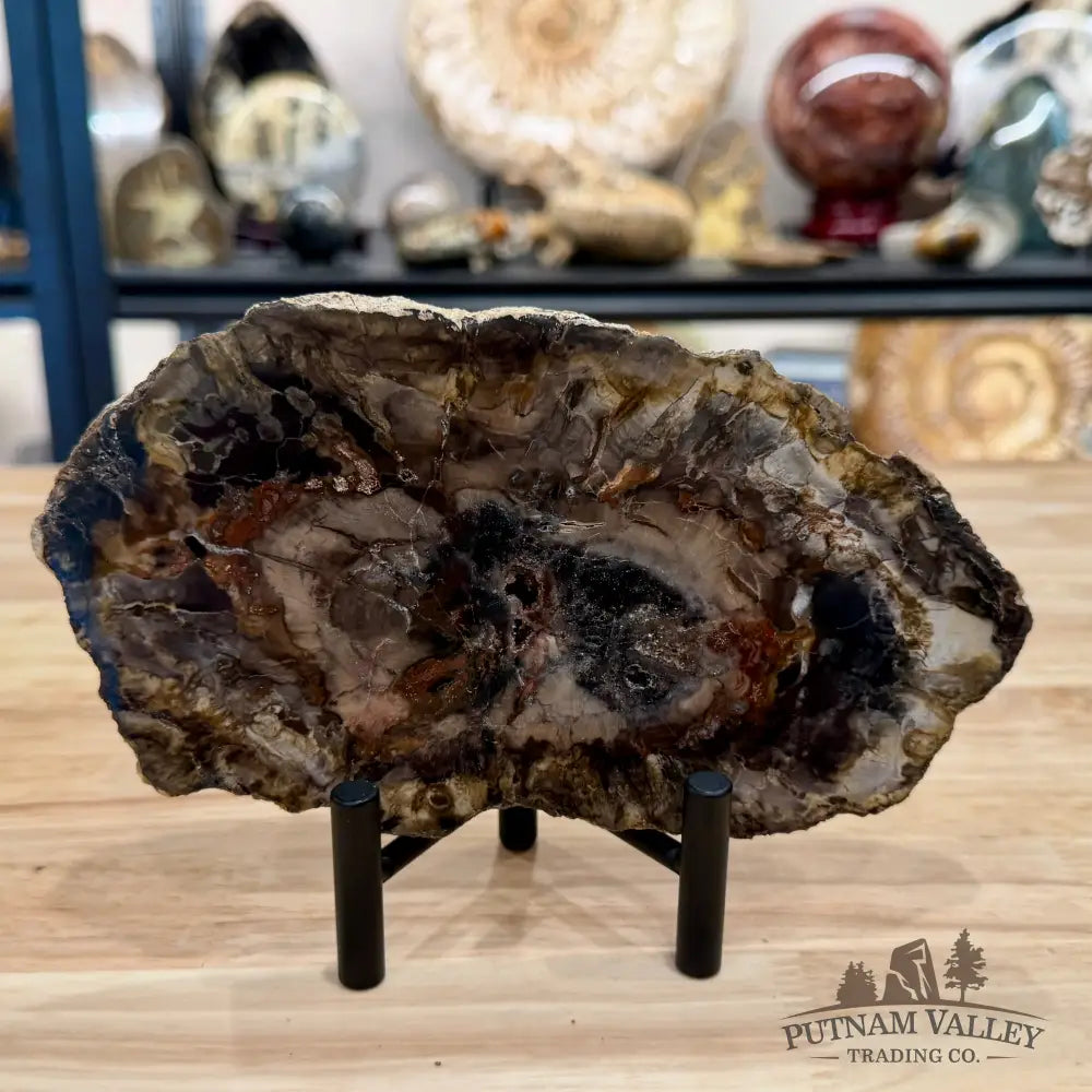 Madagascar Petrified Wood Slab 7.48’’ - Slab