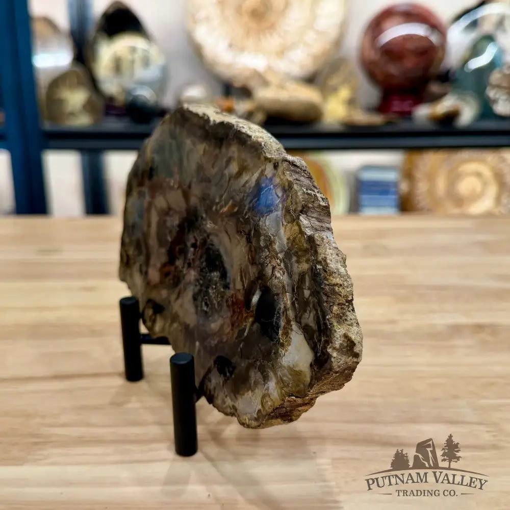 Madagascar Petrified Wood Slab 7.48’’ - Slab