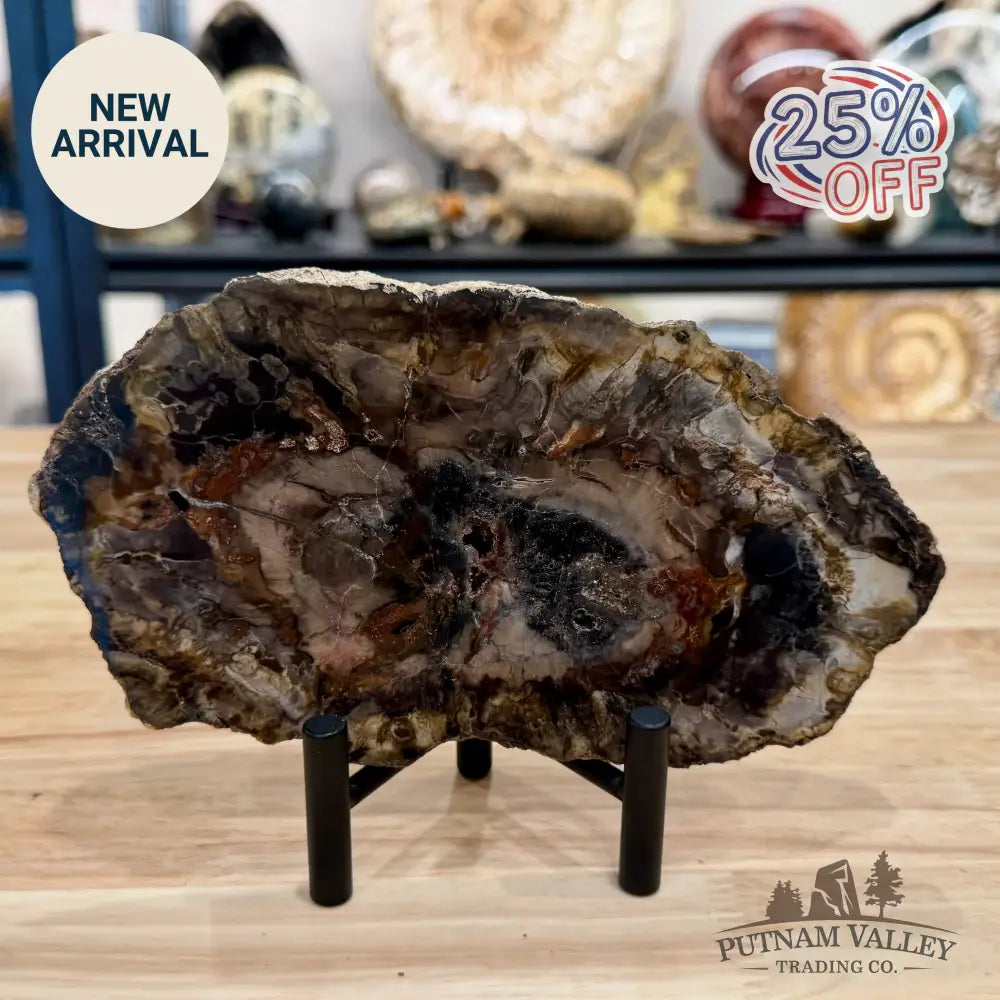 Madagascar Petrified Wood Slab 7.48’’ - Slab