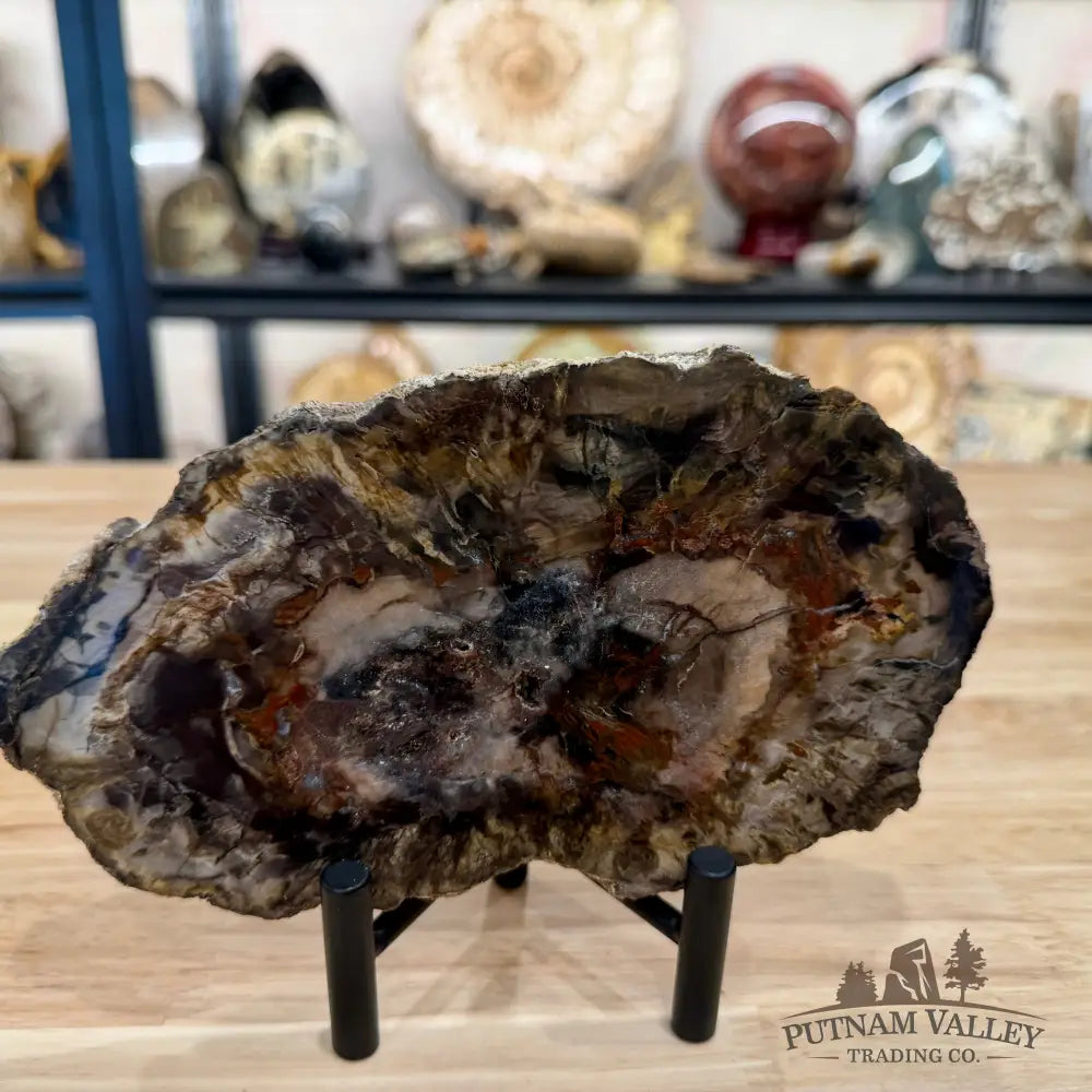 Madagascar Petrified Wood Slab 7.48’’ - Slab