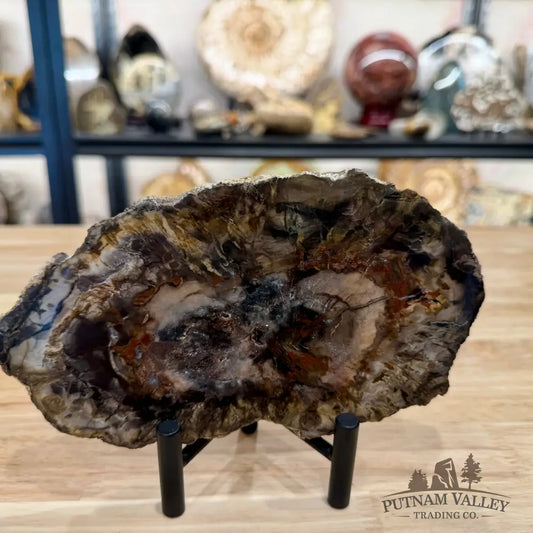 Madagascar Petrified Wood Slab 7.48’’ - Slab