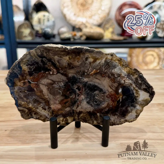 Madagascar Petrified Wood Slab 7.48’’ - Slab
