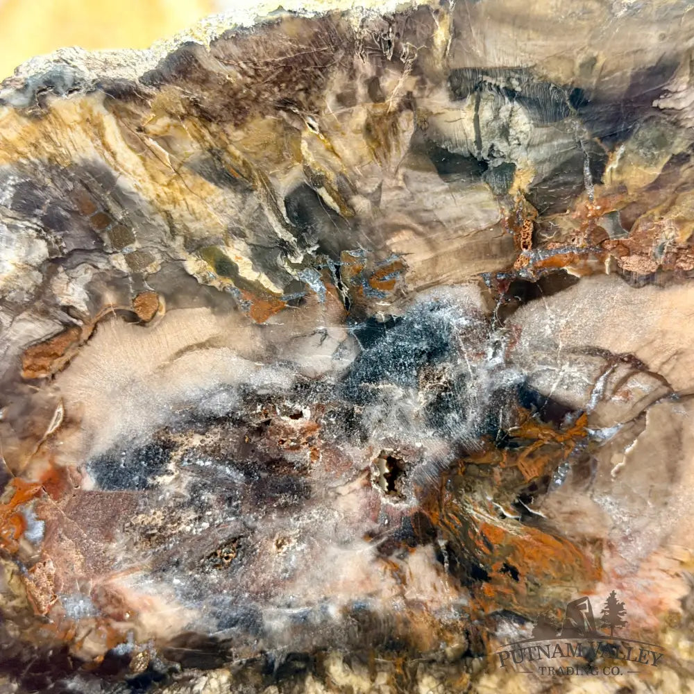 Madagascar Petrified Wood Slab 7.48’’ - Slab