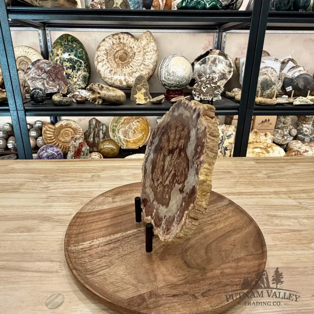 Madagascar Petrified Wood Slab 7.8’’ - Slab