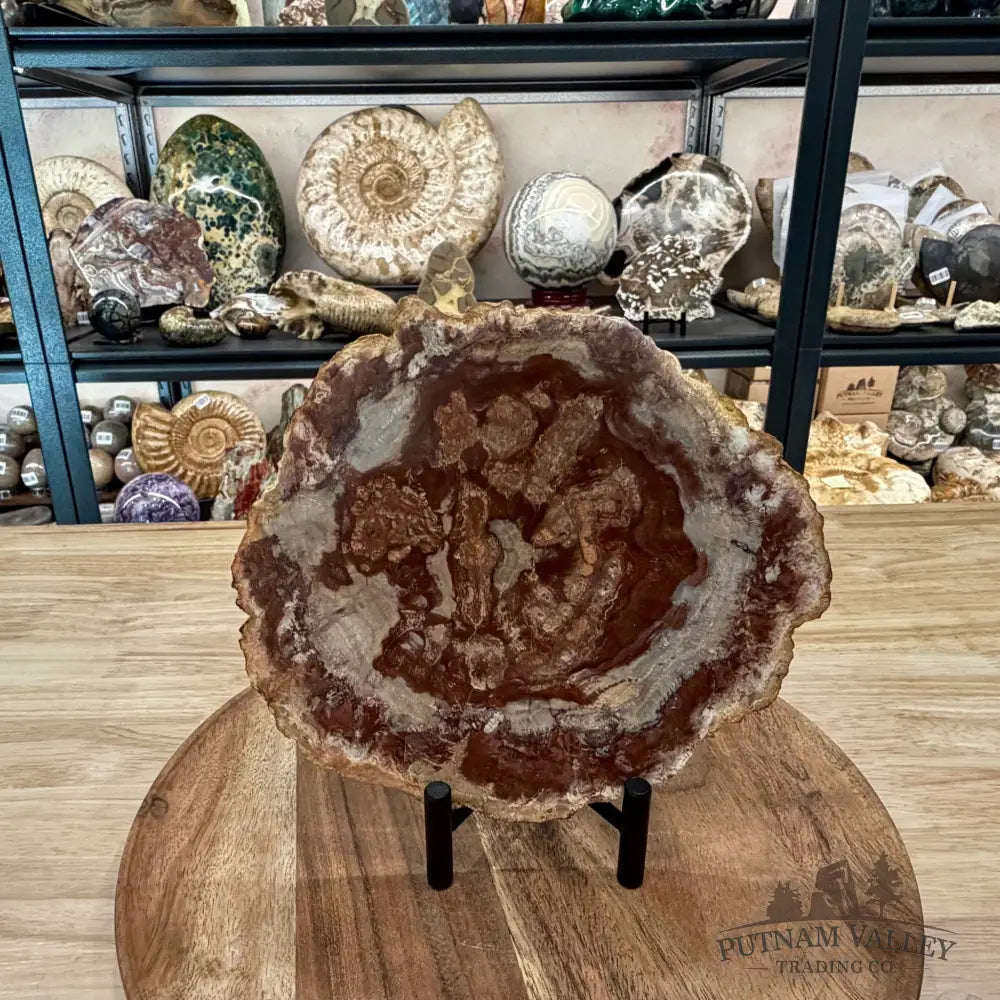 Madagascar Petrified Wood Slab 7.8’’ - Slab