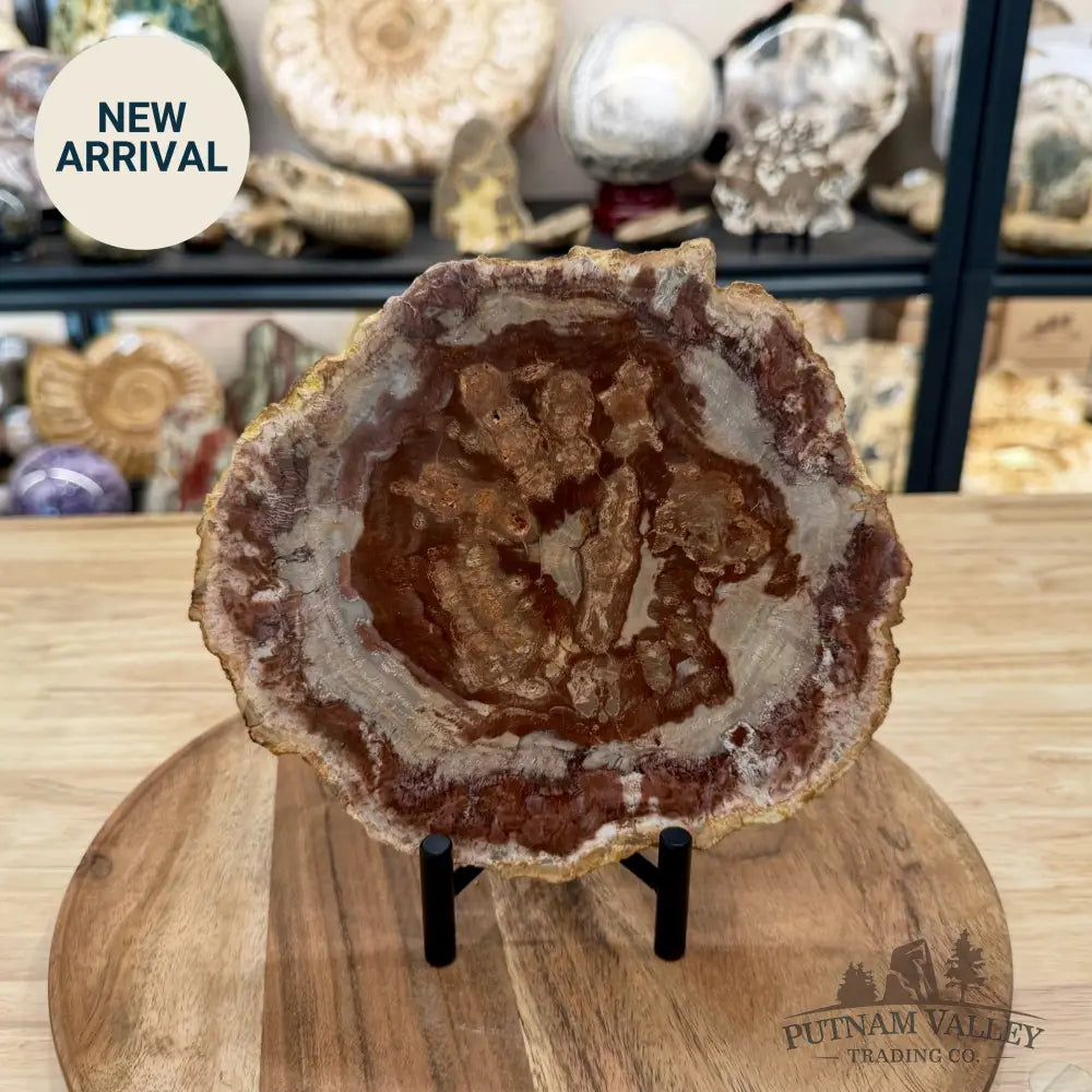 Madagascar Petrified Wood Slab 7.8’’ - Slab