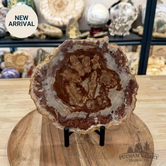 Madagascar Petrified Wood Slab 7.8’’ - Slab
