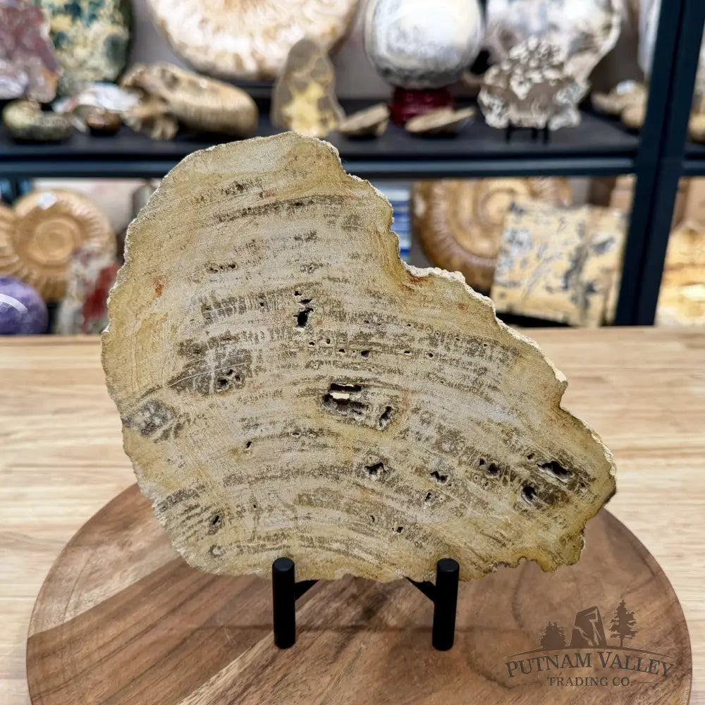 Madagascar Petrified Wood Slab 8.75’’ - Slab