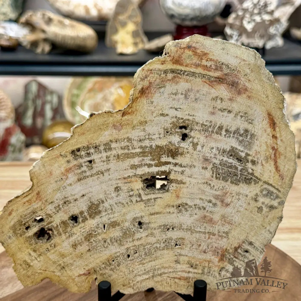 Madagascar Petrified Wood Slab 8.75’’ - Slab