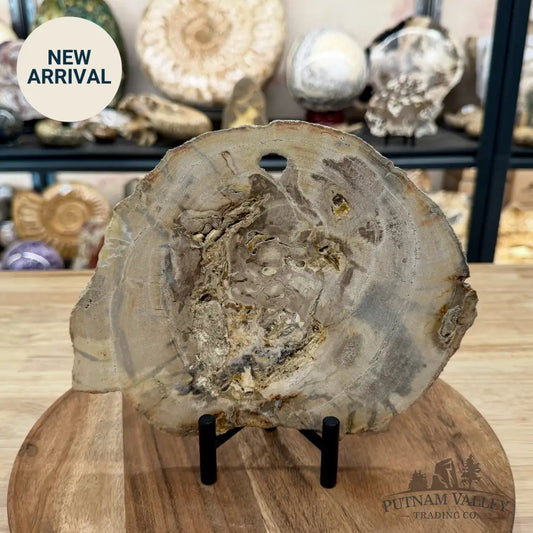 Madagascar Petrified Wood Slab 8.75’’ - Slab