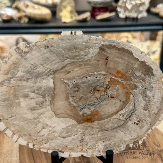 Madagascar Petrified Wood Slab 8.75’’ - Slab