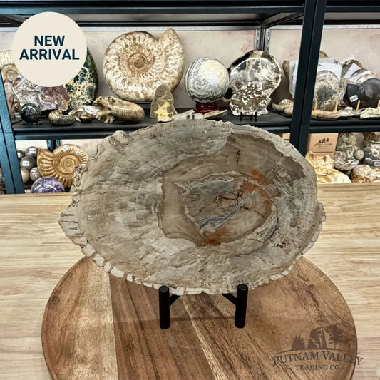 Madagascar Petrified Wood Slab 8.75’’ - Slab