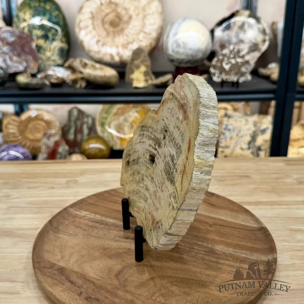 Madagascar Petrified Wood Slab 8.75’’ - Slab