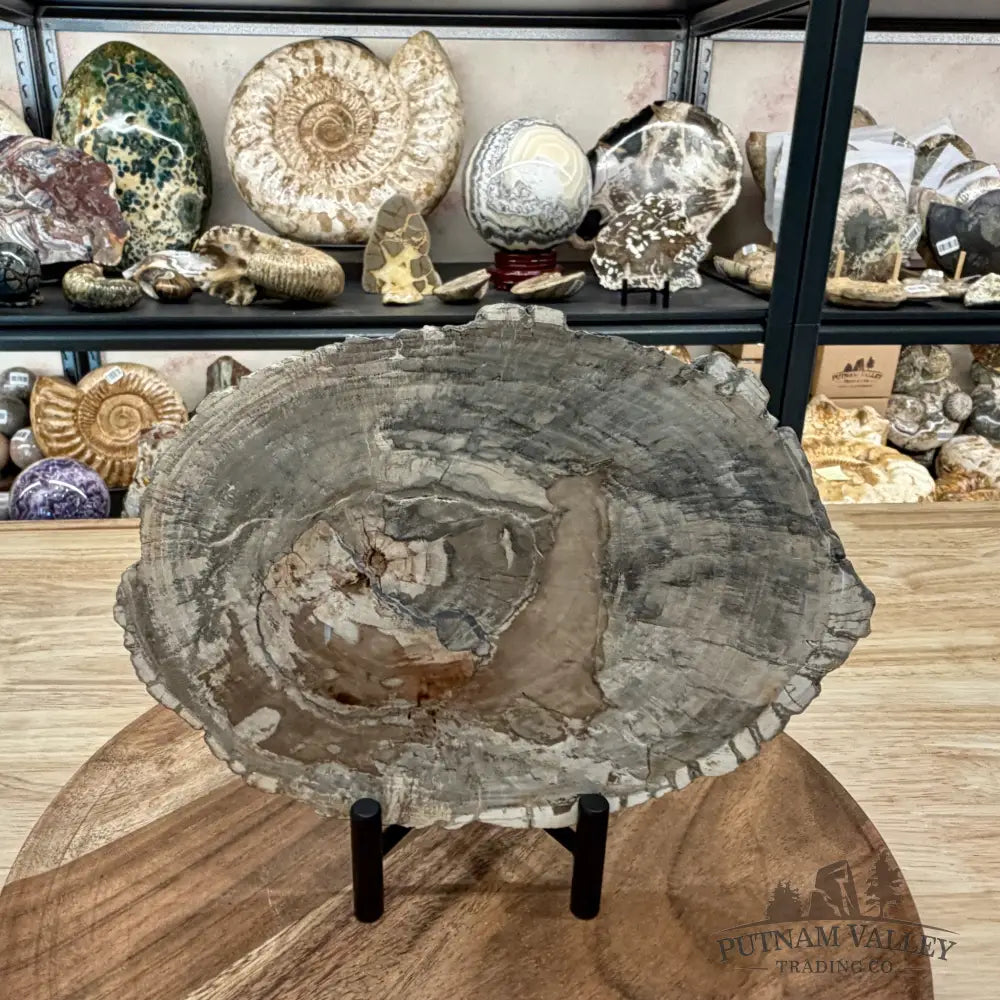 Madagascar Petrified Wood Slab 8.75’’ - Slab