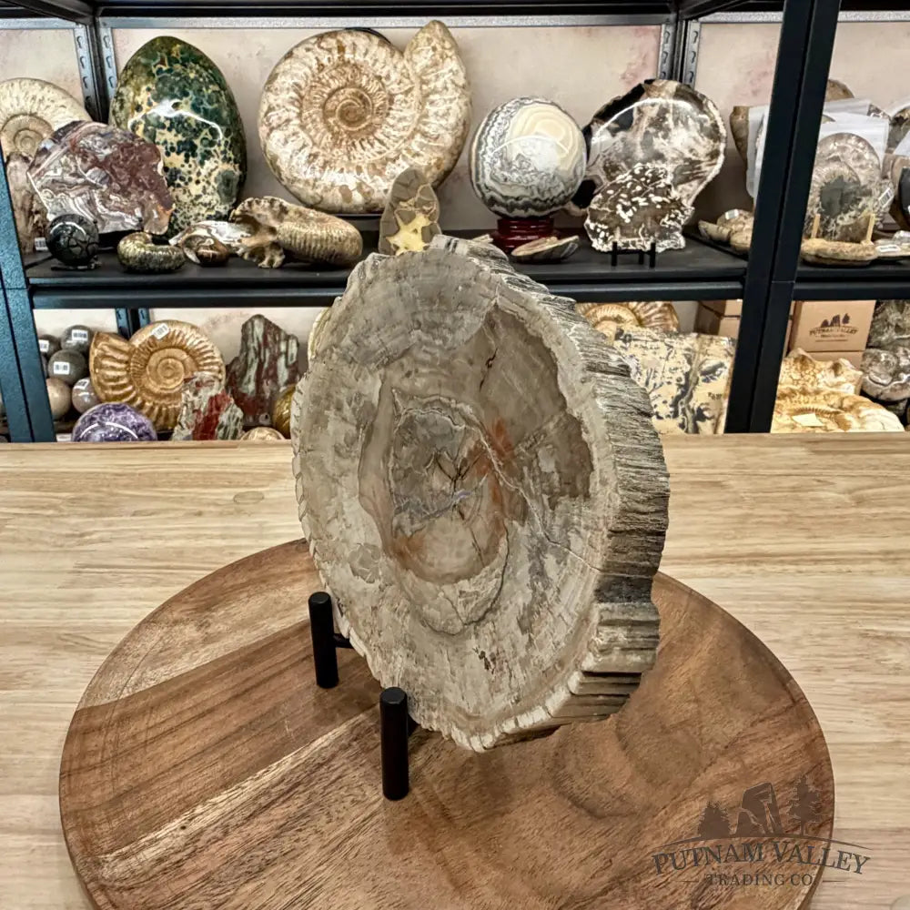 Madagascar Petrified Wood Slab 8.75’’ - Slab