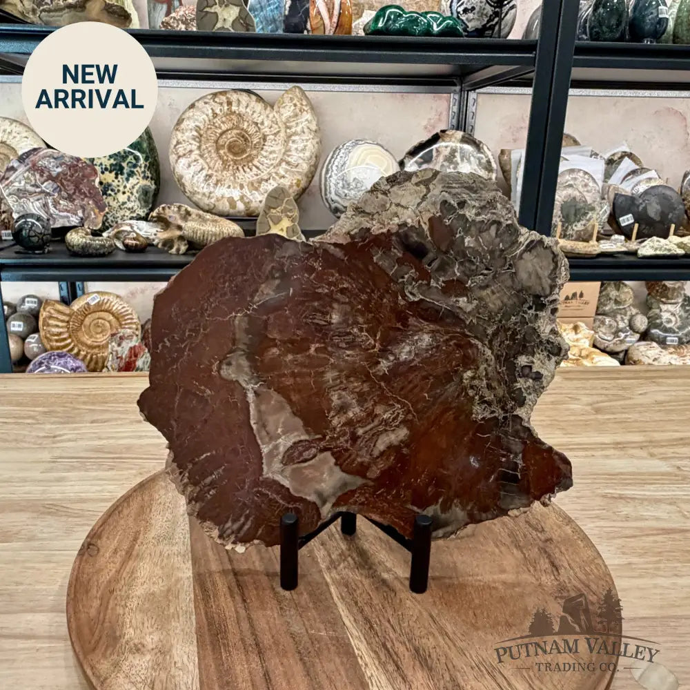 Madagascar Petrified Wood Slab 8.9’’ - Slab