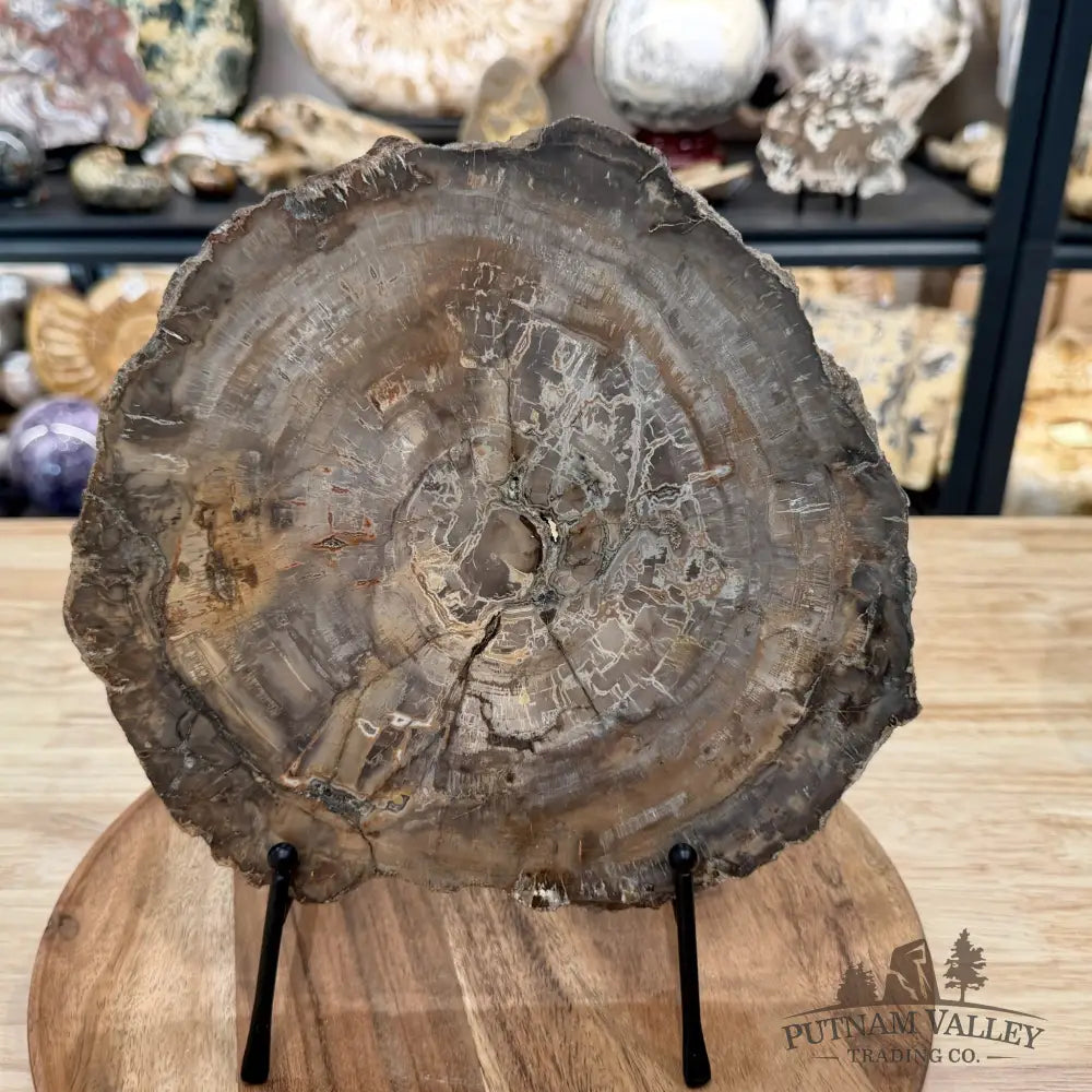 Madagascar Petrified Wood Slab 9.55’’ - Slab