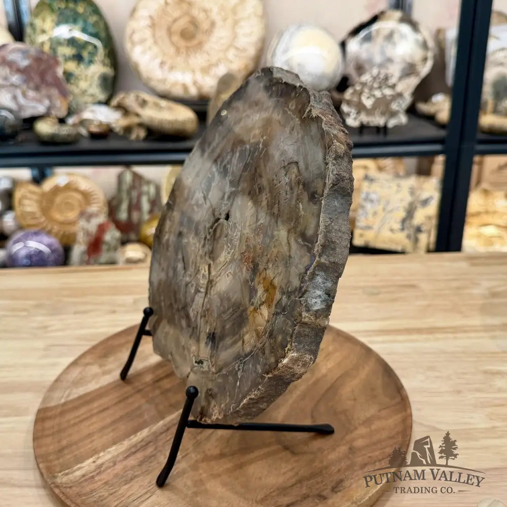 Madagascar Petrified Wood Slab 9.55’’ - Slab