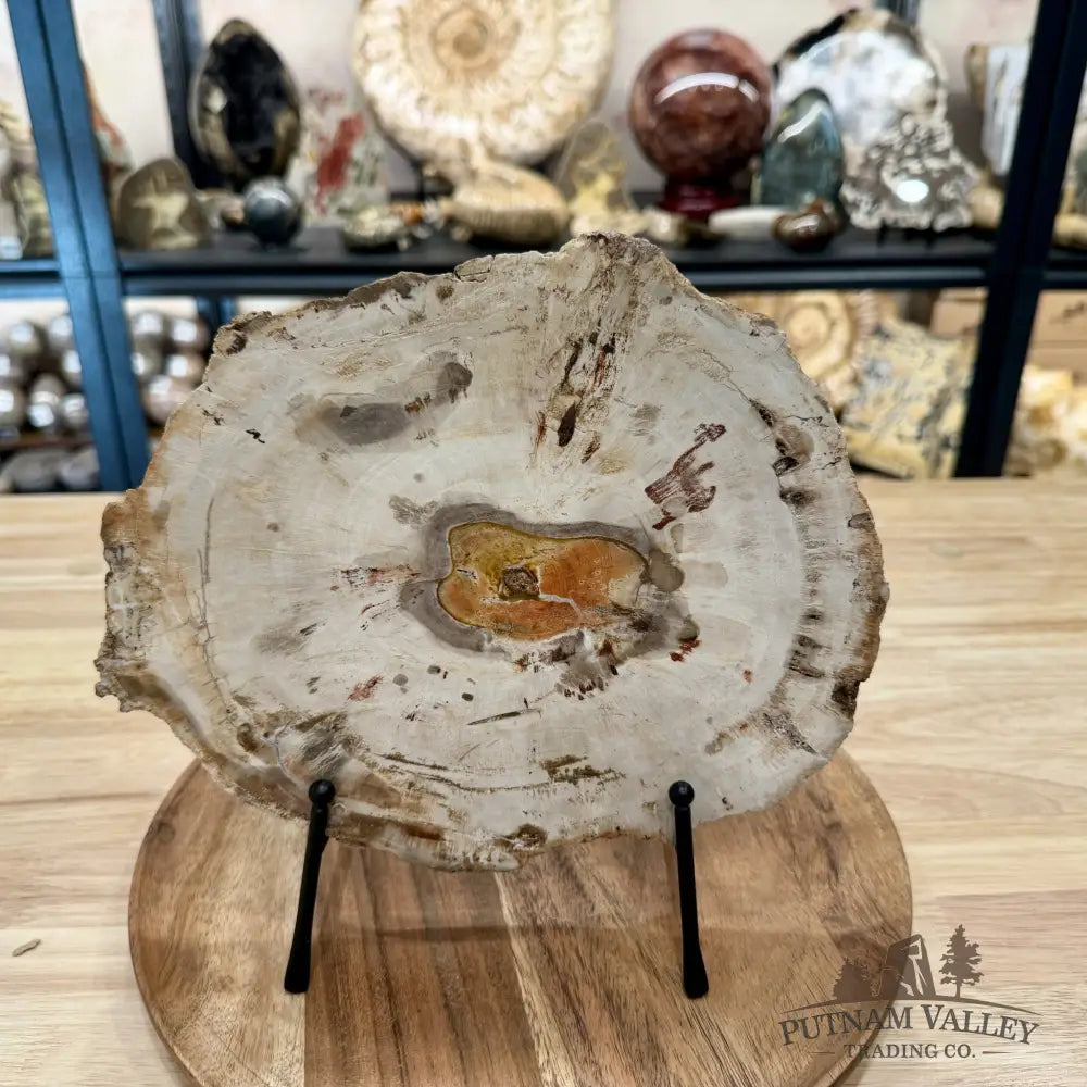 Madagascar Petrified Wood Slab 9.75’’ - Slab