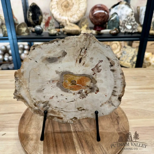 Madagascar Petrified Wood Slab 9.75’’ - Slab