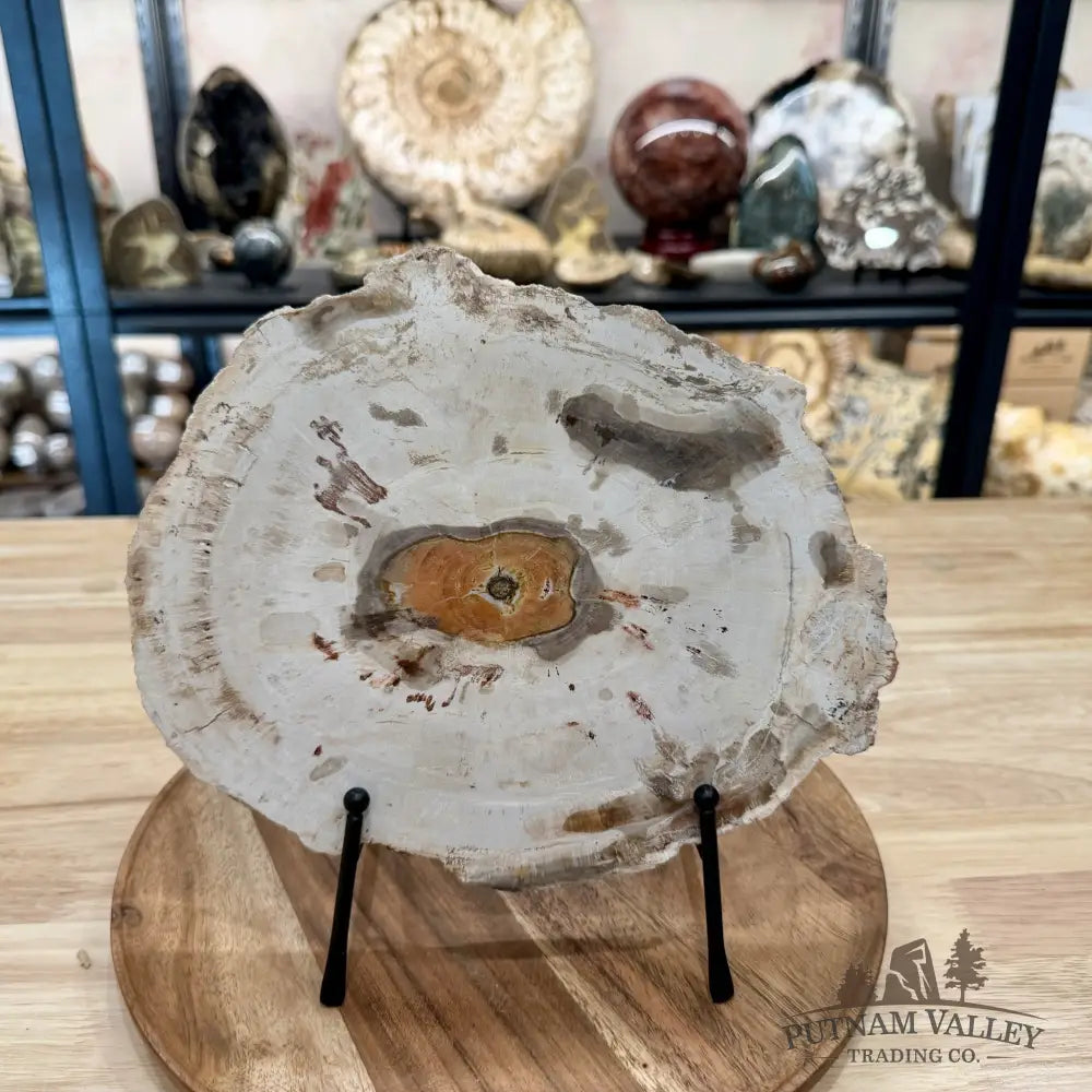 Madagascar Petrified Wood Slab 9.75’’ - Slab